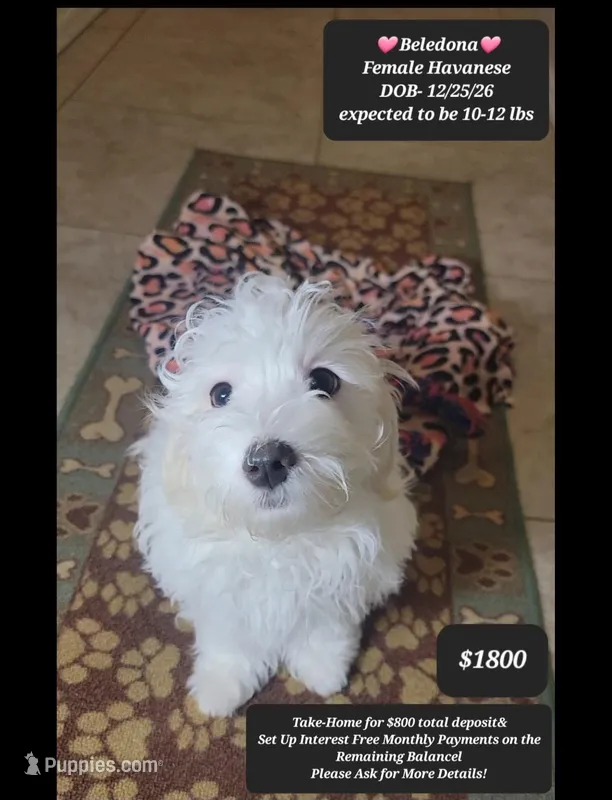 Beledona – Havanese puppy for sale in Tucson, AZ