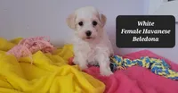 Beledona, a female Havanese for sale in Tucson, AZ – Photo 3 of 3