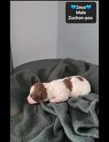 Zeus*800 take home, a male Poodle - Toy  and Shichon for sale in Tucson, AZ – 3 of 3