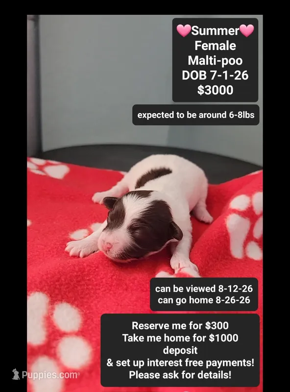 Summer*1000 take home – Maltipoo puppy for sale in Tucson, AZ