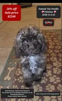 Paloma, a female Poodle - Toy  for sale in Tucson, AZ – Photo 1 of 3