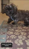 Paloma, a female Poodle - Toy  for sale in Tucson, AZ – Photo 3 of 3
