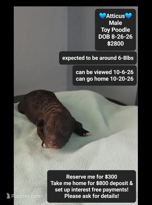 Atticus – Poodle - Toy  puppy for sale in Tucson, AZ