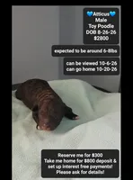 Atticus, a male Poodle - Toy  for sale in Tucson, AZ – 1 of 3