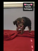 Sage, a female Yorkshire Terrier and Poodle - Toy  for sale in Tucson, AZ – 2 of 3