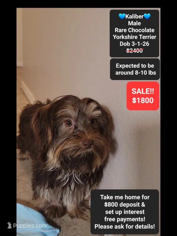 Kaliber*800 take home – Yorkshire Terrier puppy for sale in Tucson, AZ