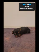 Luke, a male Yorkshire Terrier for sale in Tucson, AZ – 3 of 3