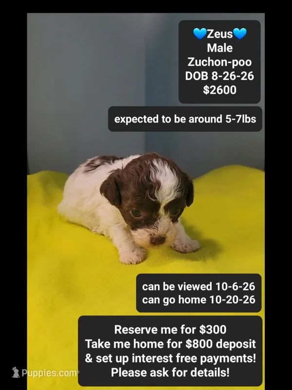Zeus*800 take home – Poodle - Toy , Shichon puppy for sale in Tucson, AZ