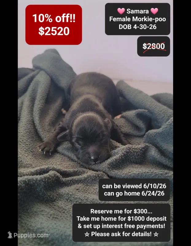 Samara – Poodle - Toy , Morkie puppy for sale in Tucson, AZ