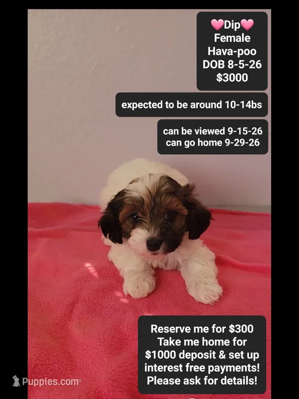 Dip*1000 take home – Havanese, Poodle - Toy  puppy for sale in Tucson, AZ