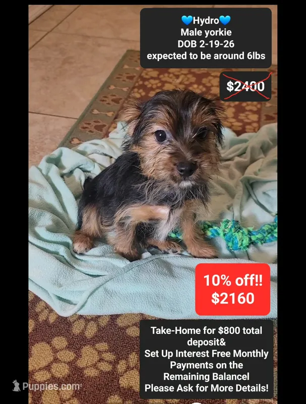 Hydro – Yorkshire Terrier puppy for sale in Tucson, AZ