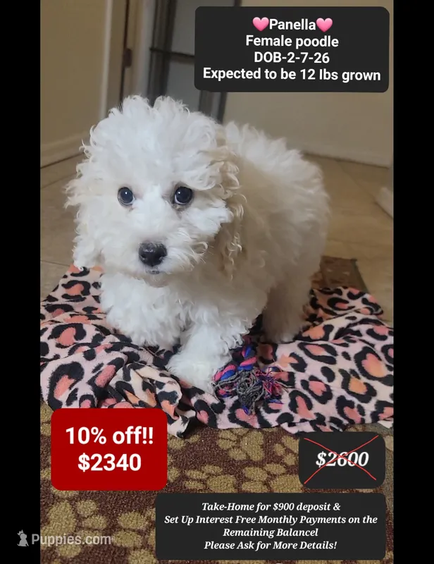 Panella – Poodle - Miniature  puppy for sale in Tucson, AZ