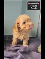 Petunia, a female Poodle - Toy  for sale in Tucson, AZ – 2 of 3