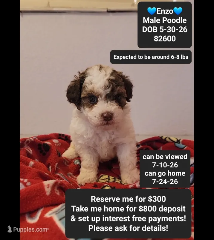 Enzo*800 take home – Poodle - Toy  puppy for sale in Tucson, AZ