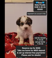 Enzo*800 take home, a male Poodle - Toy  for sale in Tucson, AZ – 1 of 3