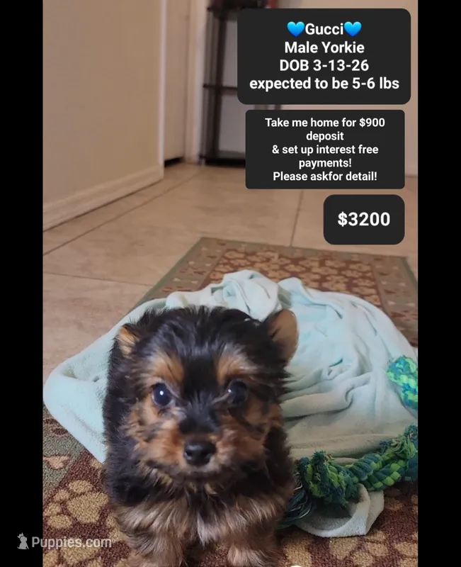 Gucci – Yorkshire Terrier puppy for sale in Tucson, AZ
