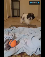 Sullivan, a male Shih Tzu and Poodle - Toy  for sale in Tucson, AZ – 3 of 3
