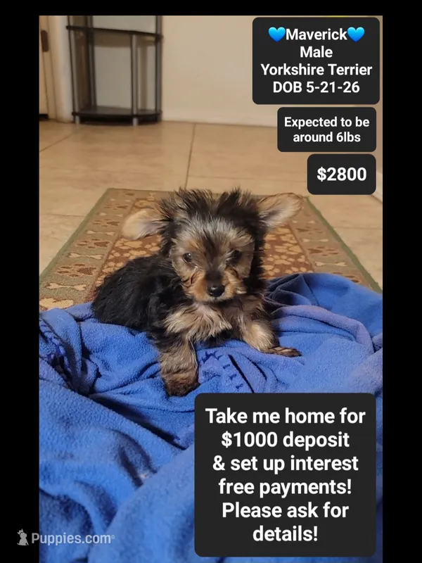 Maverick*1000 take home – Yorkshire Terrier puppy for sale in Tucson, AZ