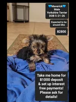 Maverick*1000 take home, a male Yorkshire Terrier for sale in Tucson, AZ – 1 of 3