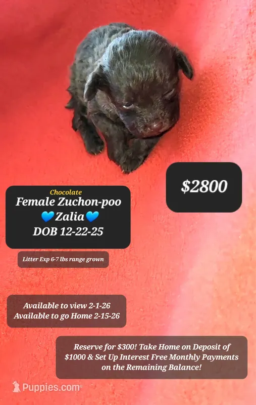 ZALIA♡$1000 to take her home!