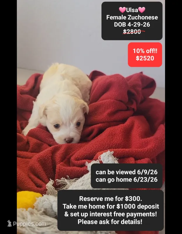 Ulsa – Havanese, Shichon puppy for sale in Tucson, AZ