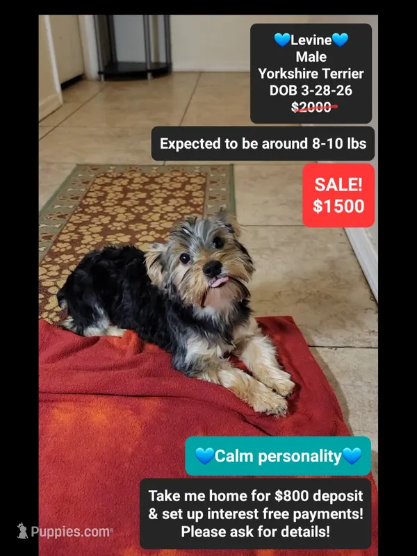 Levine*800 take home – Yorkshire Terrier puppy for sale in Tucson, AZ