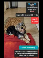 Levine*800 take home, a male Yorkshire Terrier for sale in Tucson, AZ – 1 of 3