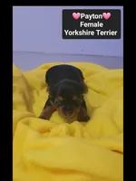 Payton*$1000 take home, a female Yorkshire Terrier for sale in Tucson, AZ – 2 of 3