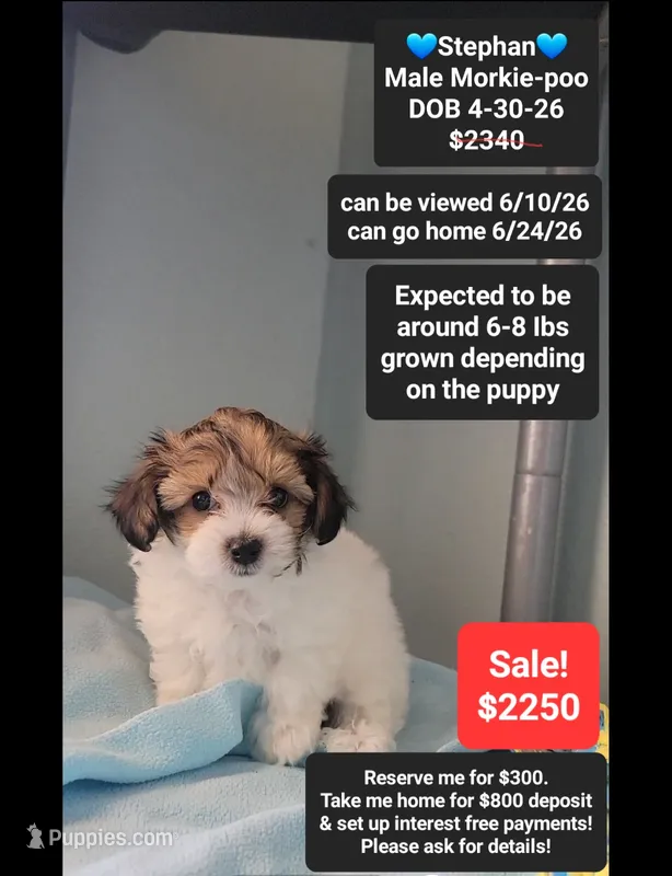 Stephan – Poodle - Toy , Morkie puppy for sale in Tucson, AZ