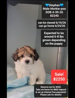 Stephan, a male Poodle - Toy  and Morkie for sale in Tucson, AZ – 1 of 3