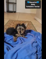 Maverick*1000 take home, a male Yorkshire Terrier for sale in Tucson, AZ – 2 of 3