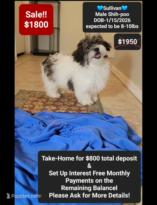 Sullivan – Shih Tzu, Poodle - Toy  puppy for sale in Tucson, AZ