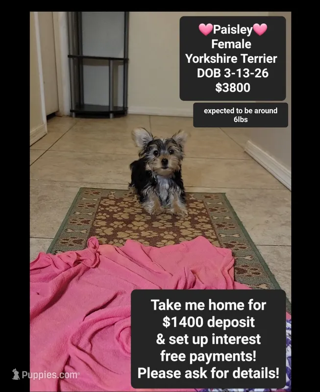 Paisley*1400 take home – Yorkshire Terrier puppy for sale in Tucson, AZ