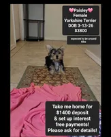Paisley*1400 take home, a female Yorkshire Terrier for sale in Tucson, AZ – 1 of 3