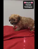 Skyler, a female Yorkshire Terrier and Poodle - Toy  for sale in Tucson, AZ – 3 of 3