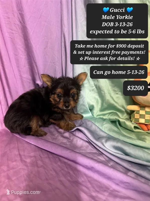 Gucci – Yorkshire Terrier puppy for sale in Tucson, AZ