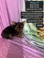 Gucci, a male Yorkshire Terrier for sale in Tucson, AZ – 1 of 1