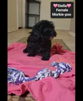 Stella*900 take home, a female Poodle - Toy  and Morkie for sale in Tucson, AZ – 2 of 3
