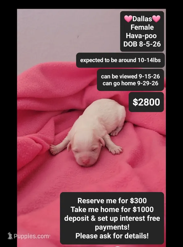 Dallas – Havanese, Poodle - Toy  puppy for sale in Tucson, AZ