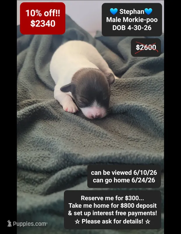 Stephan – Poodle - Toy , Morkie puppy for sale in Tucson, AZ