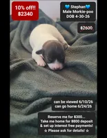 Stephan, a male Poodle - Toy  and Morkie for sale in Tucson, AZ – 1 of 1