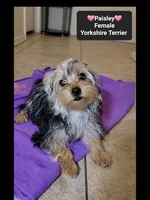 Paisley*1000 take home, a female Yorkshire Terrier for sale in Tucson, AZ – 3 of 3