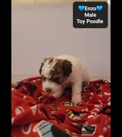 Enzo*800 take home, a male Poodle - Toy  for sale in Tucson, AZ – 2 of 3