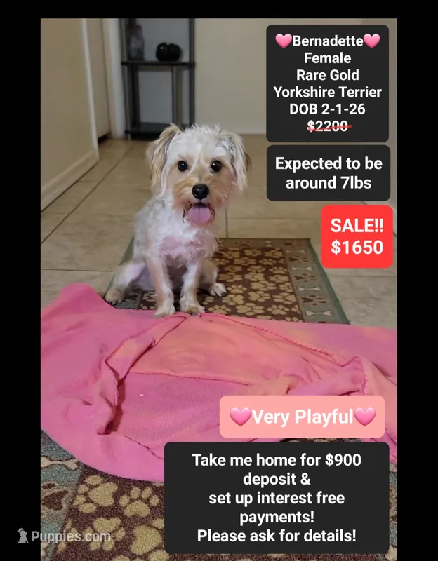 Bernadette*900 take home – Yorkshire Terrier puppy for sale in Tucson, AZ