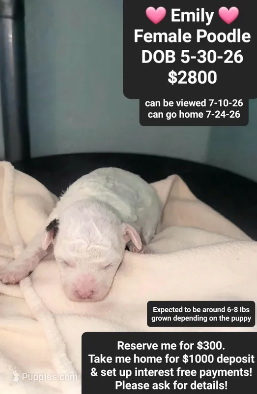 Emily – Poodle - Toy  puppy for sale in Tucson, AZ