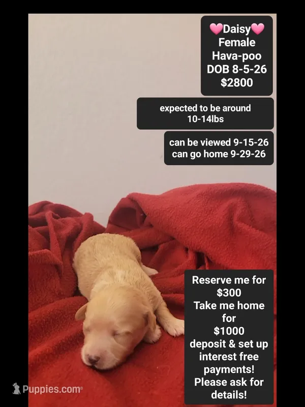 Daisy – Havanese, Poodle - Toy  puppy for sale in Tucson, AZ