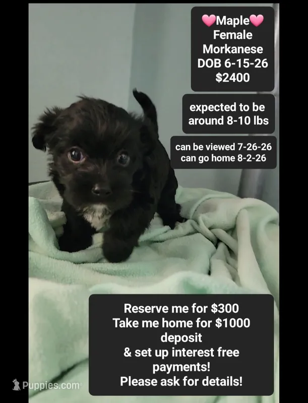 Maple*$1000 take home – Havanese, Morkie puppy for sale in Tucson, AZ