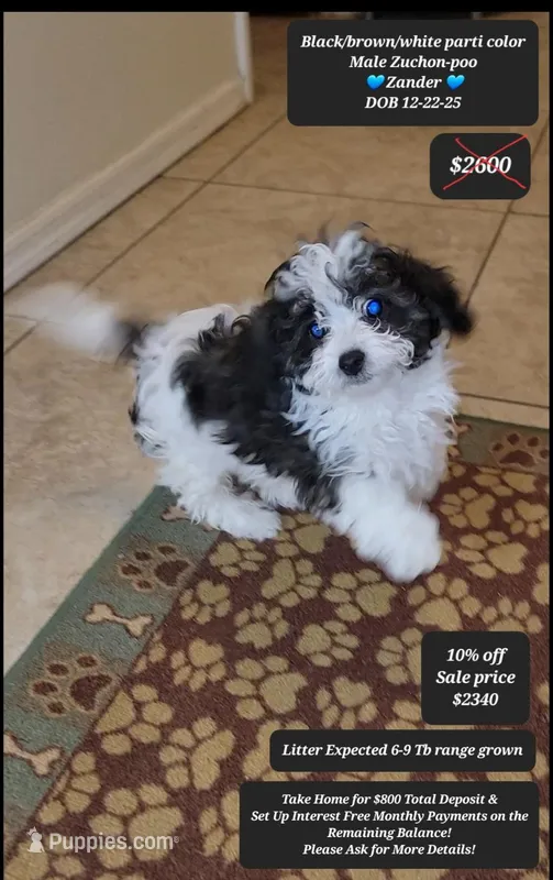 Zander – Shichon puppy for sale in Tucson, AZ