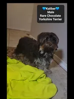 Kaliber*800 take home, a male Yorkshire Terrier for sale in Tucson, AZ – 2 of 3