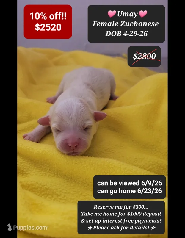 Umay – Havanese, Shichon puppy for sale in Tucson, AZ